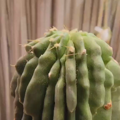 Neobuxbaumia polylopha inermis
