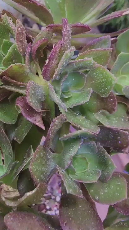 Aeonium 'Blushing Beauty'