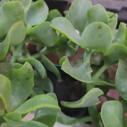 Crassula arborescens undulatifolia - Ripple Jade Tree