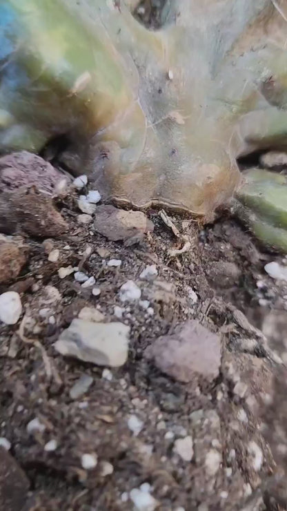 Myrtillocactus geometrizans ‘Fred’ Variegata — Crested & Monstrose | Collector Specimen