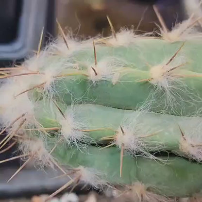 Pilosocereus leucocephalus - 3 Feet Tall!