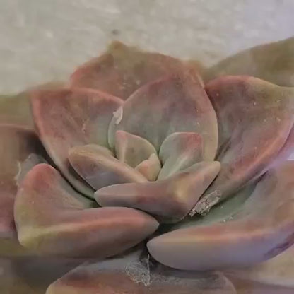 Echeveria & Graptopetalum Succulent Bundle #1 -  6 Exotic Varieties