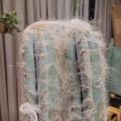 Pilosocereus Pachycladus - Blue Columnar Cactus - 3 Arms - 18" Tall!