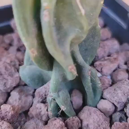 Cereus peruvianus var. monstrose - Peruvian Apple Cactus