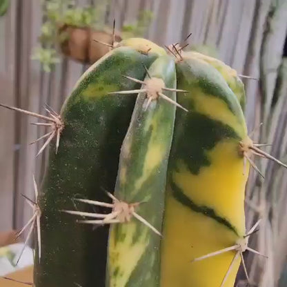 Lemaireocereus pruinosus variegata - 20" Tall! Last one!