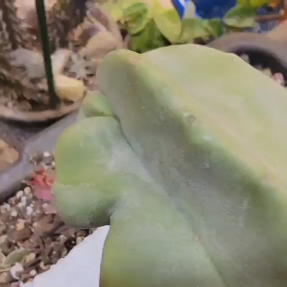 Lophocereus schottii var. monstrose - Totem Pole Cactus - 3 Feet Tall