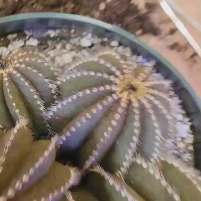 Uebelmannia Pectinifera - Large Cluster - 10 Heads! Wish List Specimen!
