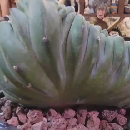 Myrtillocactus geometrizans cv. 'Strictum' f. cristata