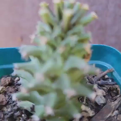 Euphorbia Bundle #4 -  4 Exotic Varieties
