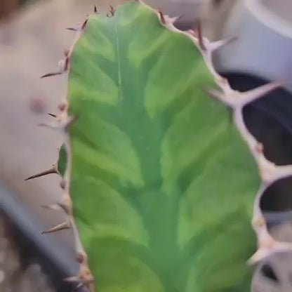 Euphorbia pseudocactus - ‘Zig Zag'