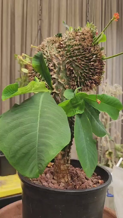 Euphorbia viguieri var. capuroniana cristata - Collector Specimen