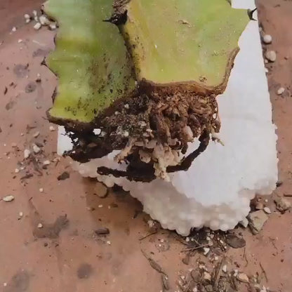 Euphorbia royleana f. inermis