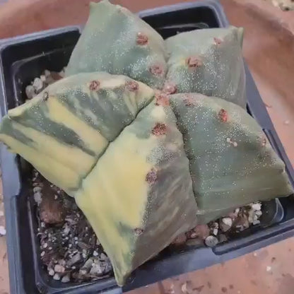 Astrophytum myriostigma v nudum f. variegata - Variegated Bishop's Cap - Big!