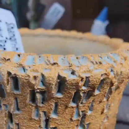 Euphorbia cv. parvi-medusae