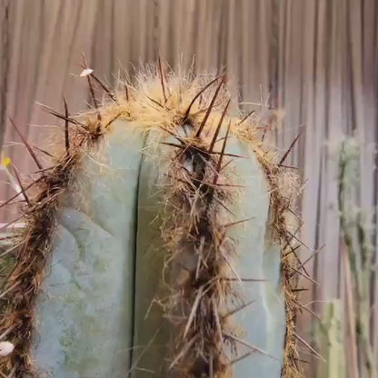 Pilosocereus Fulvilanatus - 32" Tall!