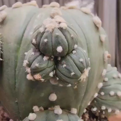 Astrophytum asterias - BIG Cluster! 5 Heads + Babies!