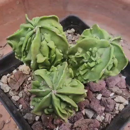 Astrophytum Myriostigma cv. Fukuryu Cluster - Seed Grown