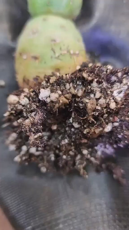 Tephrocactus Geometricus – Stacker Cactus - 3 Cladodes