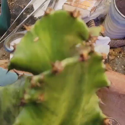 Euphorbia ammak variegata