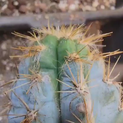 Pilosocereus Pachycladus - 16" tall