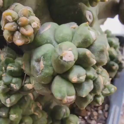 Gymnocalycium inermis cv kikko Emerald - XL