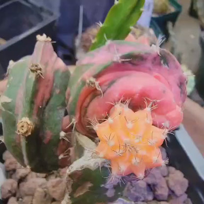 Myrtillocalycium cv. 'Polyp'