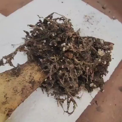 Opuntia Cochenillifera ‘Sunburst’ Variegata