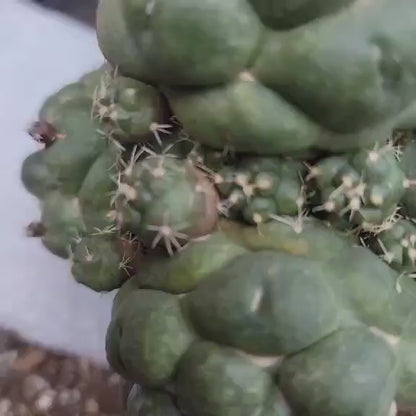 Coryphantha elephantidens cv inermis - 6 Heads + Babies!