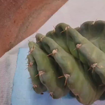 Cereus forbesii Spiralis - Spiral Cactus - Rooted