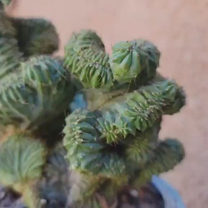 Myrtillocactus geometrizans f. cristata – Crested Blue Myrtle