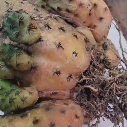 Sulcorebutia rauschii f. Violacidermis