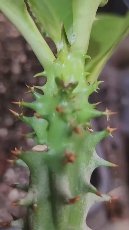 Euphorbia spectabilis (formerly Monadenium spectabile) 2 Feet Tall!