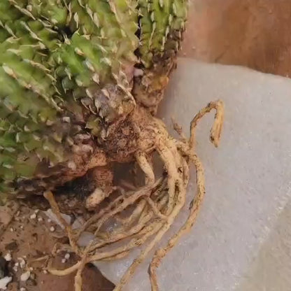 Euphorbia sepulta