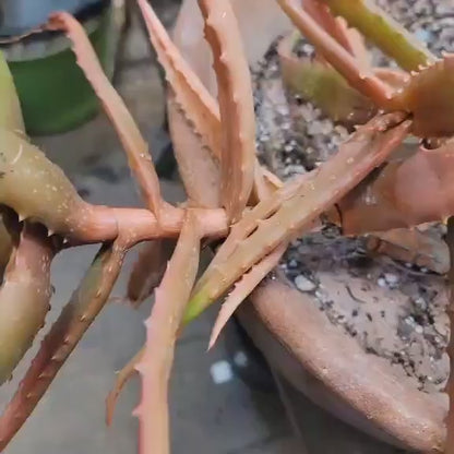Aloe Cameronii - Red Aloe