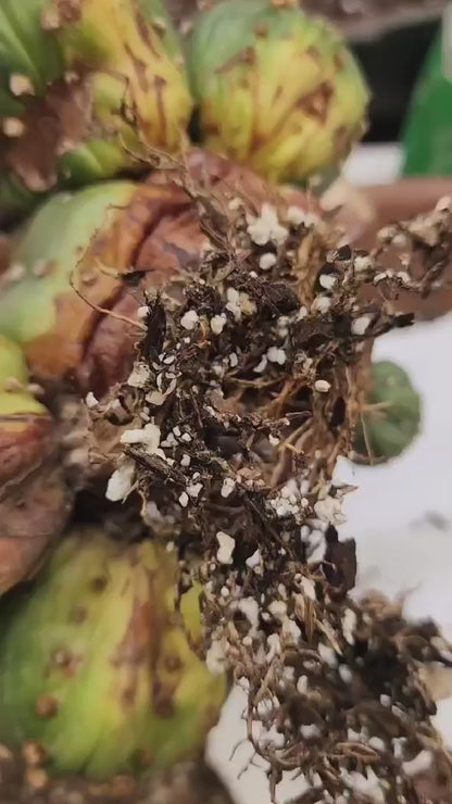 Astrophytum asterias - BIG Cluster! 6 Heads