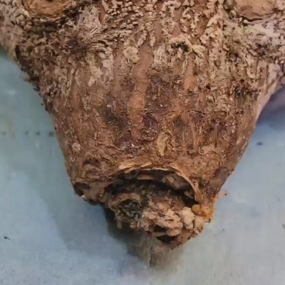 Astrophytum Myriostigma cv. Onzuka