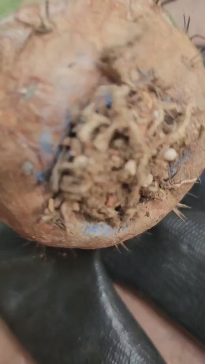 Copiapoa cinerea