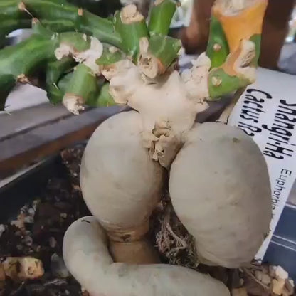 Euphorbia Knuthii - Caudex