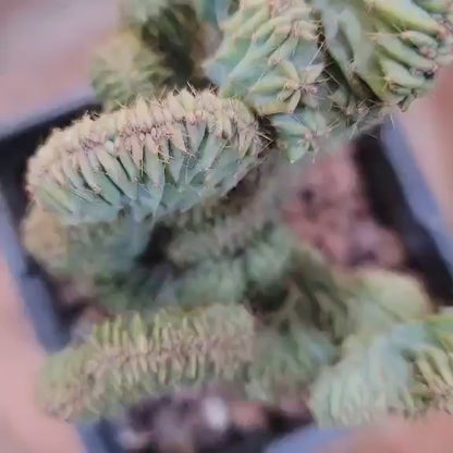 Myrtillocactus geometrizans f. cristata – Crested Blue Myrtle