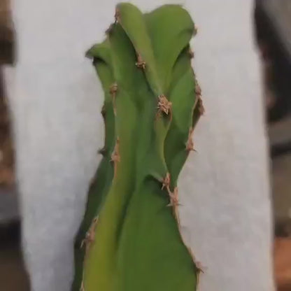 Euphorbia pseudocactus - ‘Zig Zag'