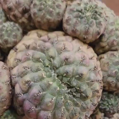 Sulcorebutia rauschii f. Violacidermis