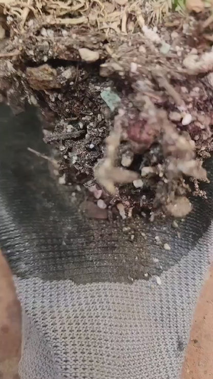 Echinocereus Rigidissimus - Rainbow Cactus