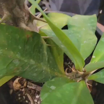 Euphorbia milii – Crown of Thorns (Coral)