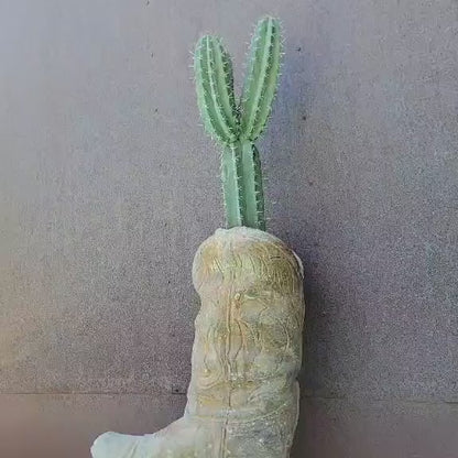 Lemaireocereus pruinosus - BIG! 3 Arms!