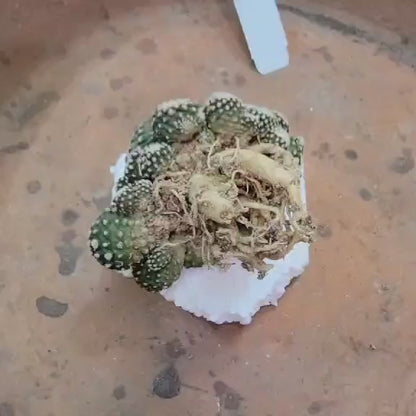 Copiapoa tenuissima f. monstrosa - Starry Night