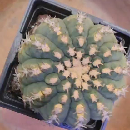 Gymnocalycium spegazzinii v. unguispinum – Old - Seed grown