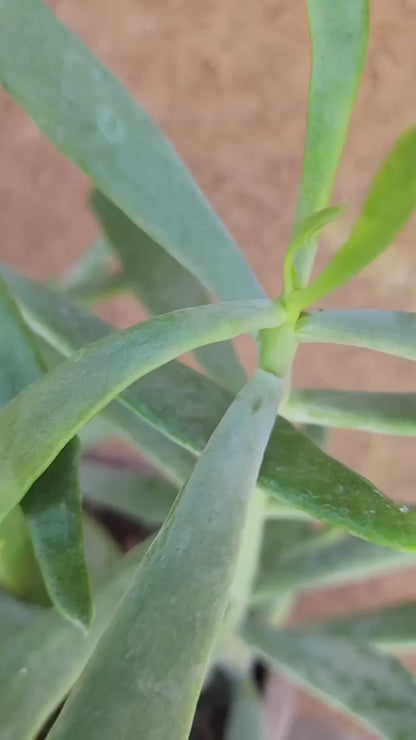 Senecio kleiniiformis — Spear Head
