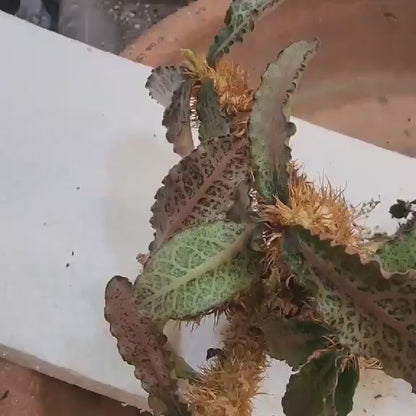 Euphorbia francoisii v. Leandri