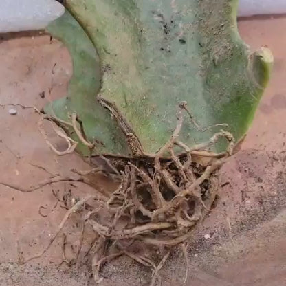 Euphorbia flanaganii f. cristata - Crested Euphorbia Medusa - BIG!