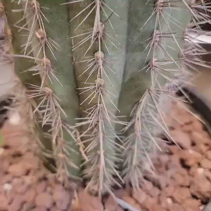 Carnegiea gigantea - Saguaro Cactus - 35" Tall!